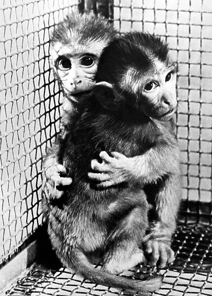 Monkeys at the University of Texas are being subjected to lengthy experiments by