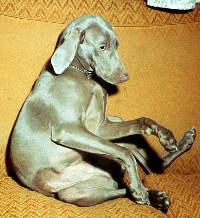Framed Print : Nine month old Aristocratic dog Clea, a Wetmaraner which is a type of german sporting Framed Print : Nine month old Aristocratic dog Clea, a Wetmaraner which is a type of german sporting