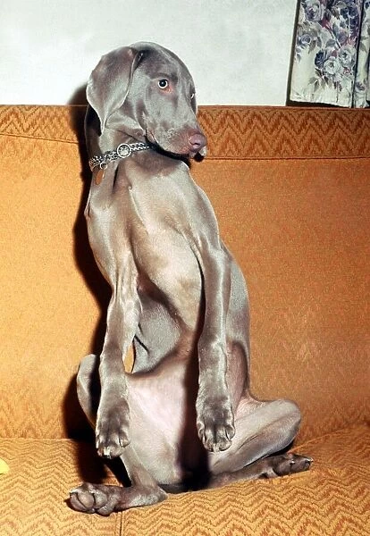 Nine month old Aristocratic dog Clea, a Wetmaraner which is a type of german sporting