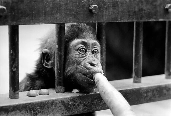 Three month old baby gorilla Rebecca at Bristol Zoo. May 1975