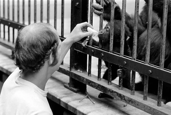 Three month old baby gorilla Rebecca at Bristol Zoo. May 1975