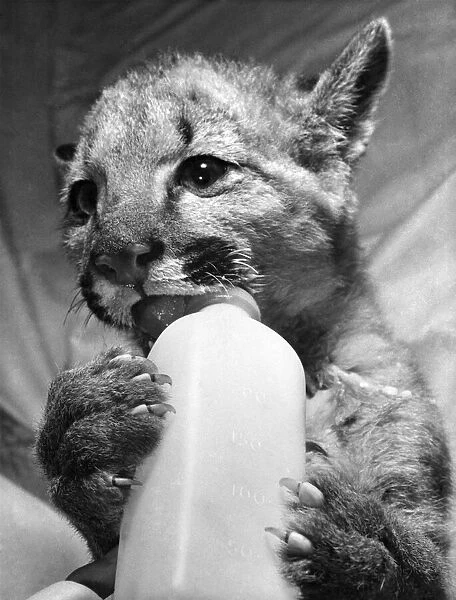 A two month old baby puma in just the right pose as it hit the bottle at Flamingo Park