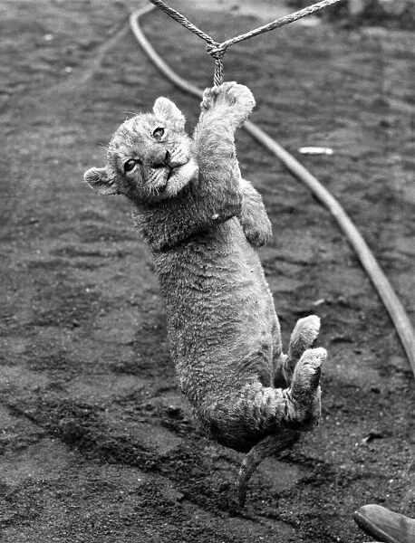 Two month old lion cub Tarzan swinging on a rope at Calderpark Zoo, Glasgow, Scotland