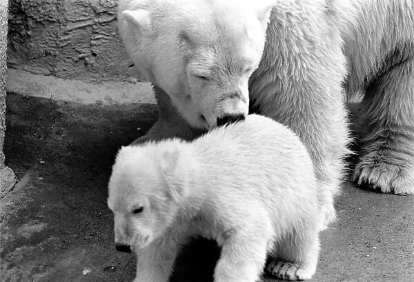 Four month old polar bear cub Janina and mother Nina at Bristol zoo. May 1975