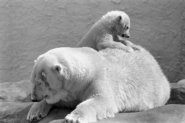 Four month old polar bear cub Janina and mother Nina at Bristol zoo. May 1975