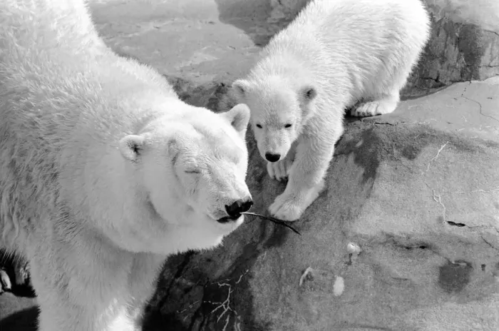 Framed Print : Four month old polar bear cub Janina and mother Nina at Bristol zoo. May 1975 Framed Print : Four month old polar bear cub Janina and mother Nina at Bristol zoo. May 1975