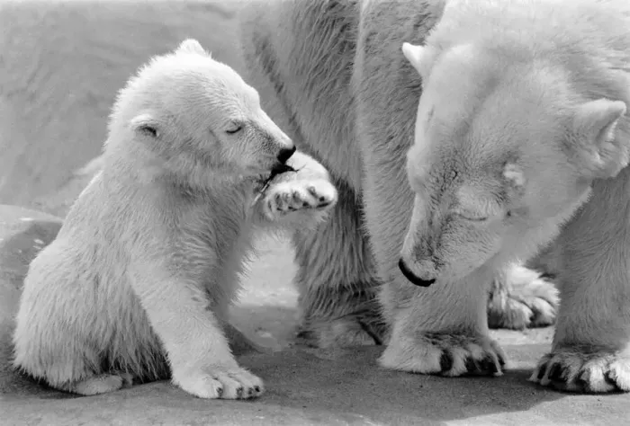 Framed Print : Four month old polar bear cub Janina and mother Nina at Bristol zoo. May 1975