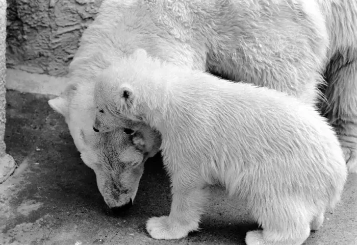 Framed Print : Four month old polar bear cub Janina and mother Nina at Bristol zoo. May 1975