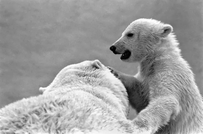 Framed Print : Four month old polar bear cub Janina and mother Nina at Bristol zoo. May 1975