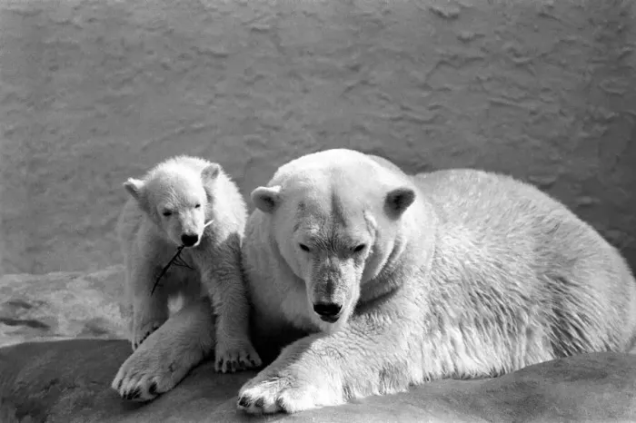Framed Print : Four month old polar bear cub Janina and mother Nina at Bristol zoo. May 1975