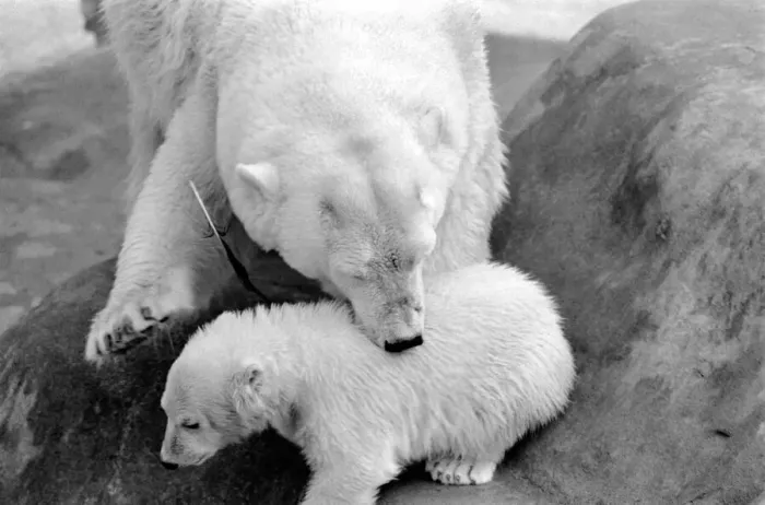 Framed Print : Four month old polar bear cub Janina and mother Nina at Bristol zoo. May 1975