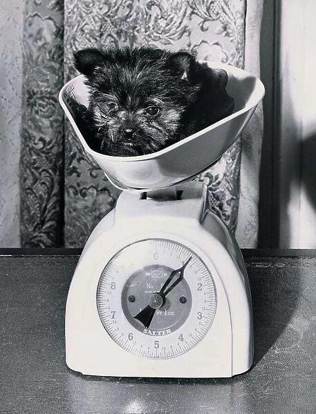 Two month old Yorkshire Terrier weighs in at only 1lbs. Dog standing on Kitchen
