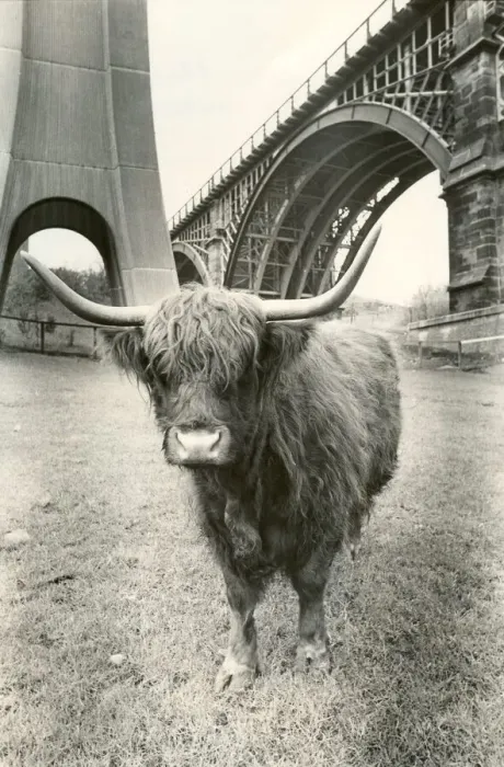 Framed Print : Morag the long horned Highland cow at Byker city farm in Newcastle Framed Print : Morag the long horned Highland cow at Byker city farm in Newcastle