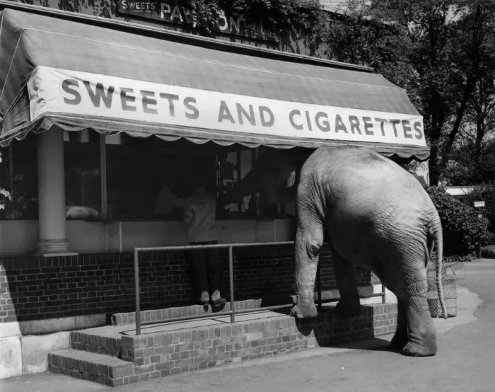Framed Print : Every morning when his keeper takes him out for exercise, eight-year-old Dumbo