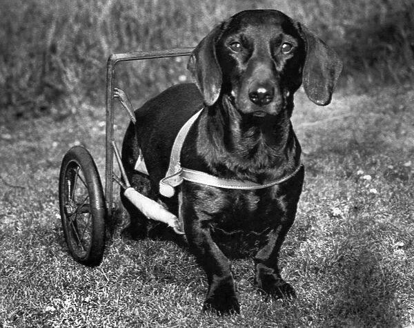 Moss The Dashshund seen here in a canine wheelchair with the slipped disc