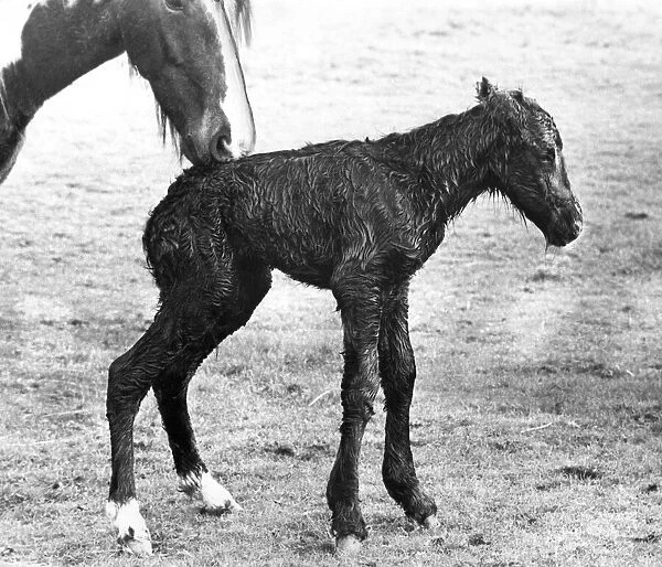 With its mother in attendance the minutes old foal manages to stand