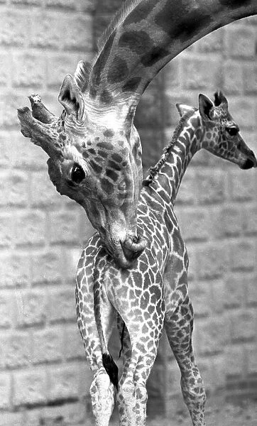 Mother and baby giraffe enjoying each others company at Twycross zoo, Warwickshire