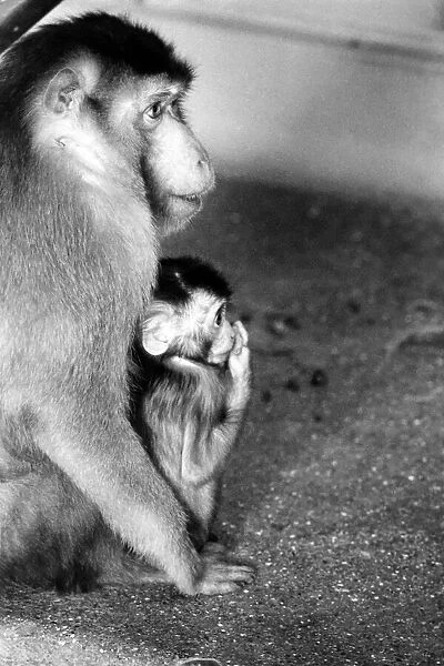 Mother and baby pig-tailed monkey January 1975 75-00240-012