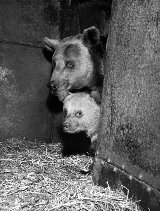 Framed Print : Mother Bear Sheila brings out'a cub. April 1963 P000557 Framed Print : Mother Bear Sheila brings out'a cub. April 1963 P000557