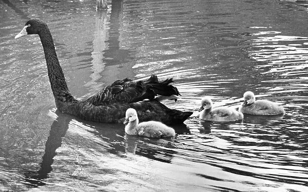 This mother Black swan leads the way for her cygnet triplets