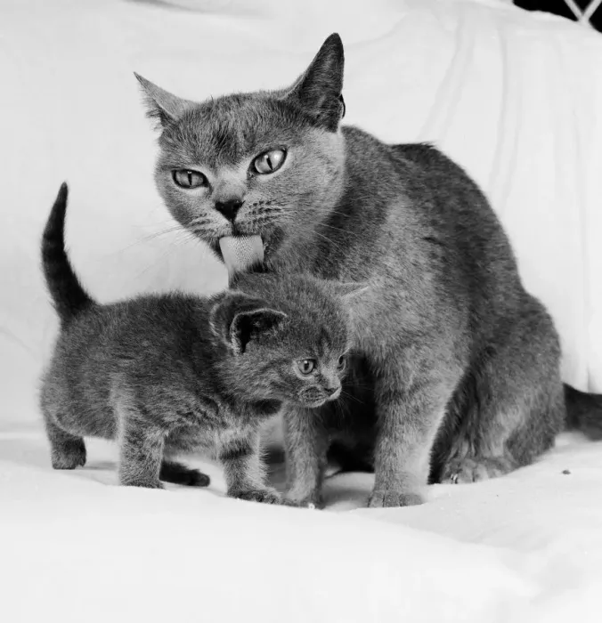 Framed Print : A mother cat licking her young kitten clean with her tongue. 27th July 1984 Framed Print : A mother cat licking her young kitten clean with her tongue. 27th July 1984