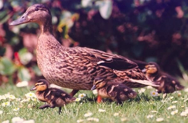 Mother duck takes charge of her ducklings