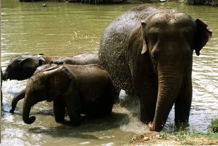 Framed Print : Mother elephant with two baby elephants standing in water having a bath July 1994