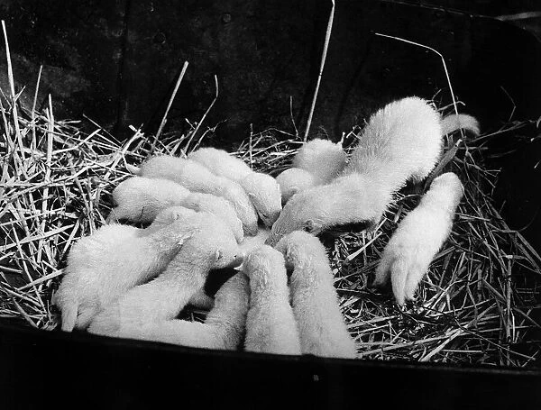A mother ferret with her litter of 12 in their nest at Whipsnade Zoo June 1945