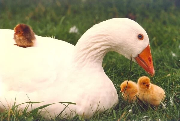 Mother goose with her adopted hen chicks