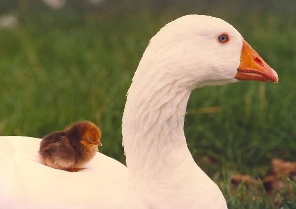 Mother goose with her adopted hen chicks