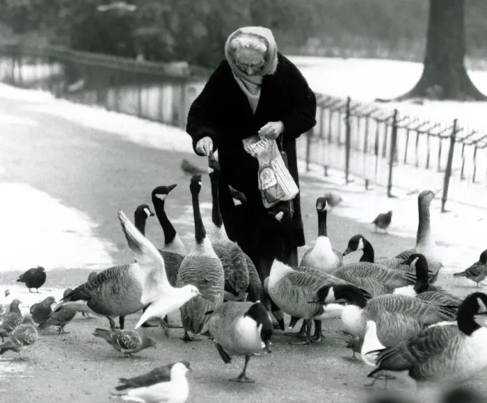 Framed Print : Mother goose City lakes are frozen over - birds in London find a friend