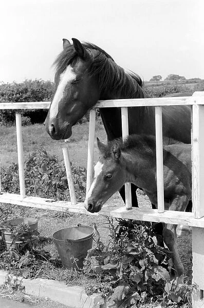 Mother horse with foal called Miracle. June 1961 C65-001