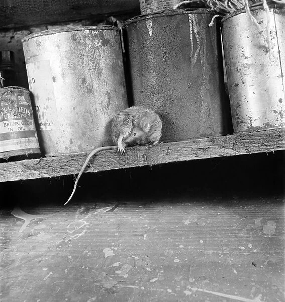 A mother mouse gets food for her babies by dipping her tail in a bottle of oil left in a