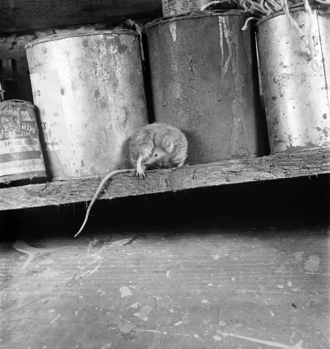 Framed Print : A mother mouse gets food for her babies by dipping her tail in a bottle of oil left in a
