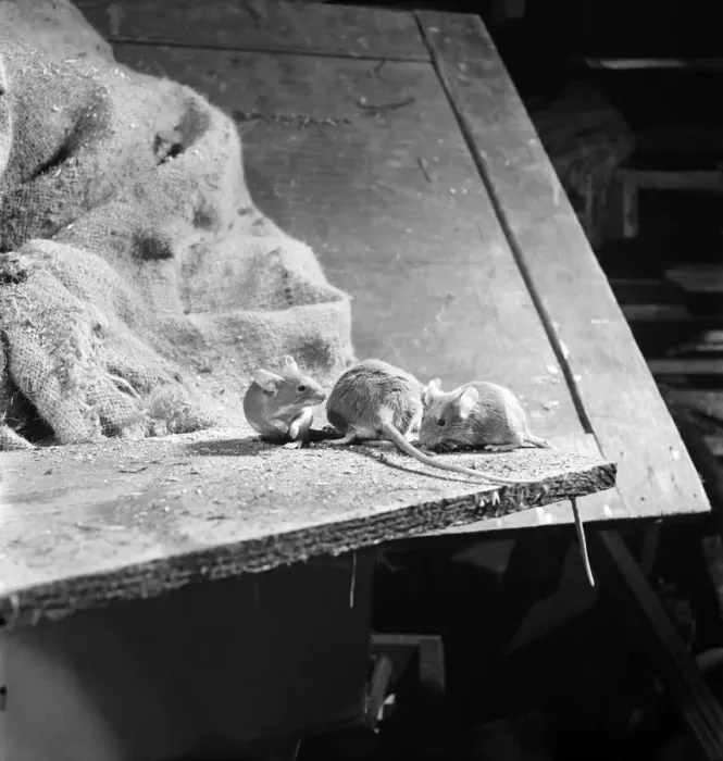 Framed Print : A mother mouse gets food for her babies by dipping her tail in a bottle of oil left in a Framed Print : A mother mouse gets food for her babies by dipping her tail in a bottle of oil left in a