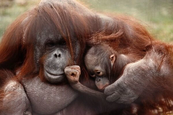 A mother orang-utan cuddling her young April 1991 P004101