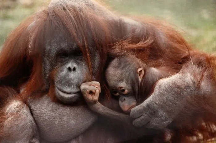 Framed Print : A mother orang-utan cuddling her young April 1991 P004101 Framed Print : A mother orang-utan cuddling her young April 1991 P004101