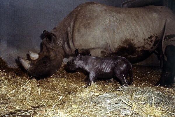 Mother rhinoceros June with her two days old baby Kes at London Zoo September 1978