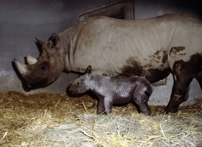 Framed Print : Mother rhinoceros June with her two days old baby Kes at London Zoo September 1978