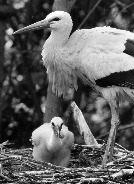 Mother Stork with Marge the four week old Stork. July 1974 P005892