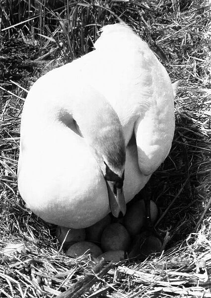 Mother swan sits tight on her clutch of seven eggs at Beccles June 1980 DM 80