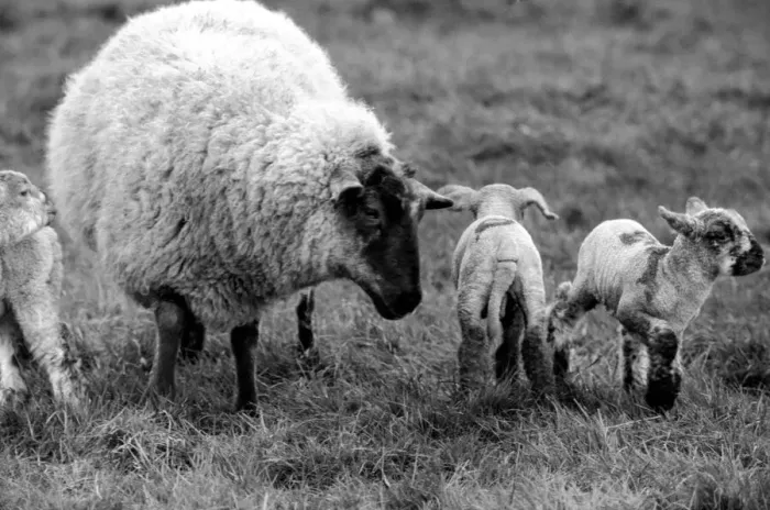 Framed Print : Mother with young spring lambs in Kent. January 1975 75-00492-004 Framed Print : Mother with young spring lambs in Kent. January 1975 75-00492-004
