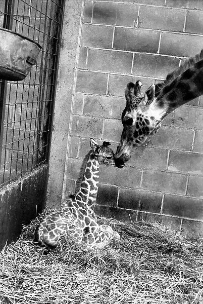 A Motherly Kiss for Rebecca: Rebecca gets a loving kiss from her mother Jezebel at