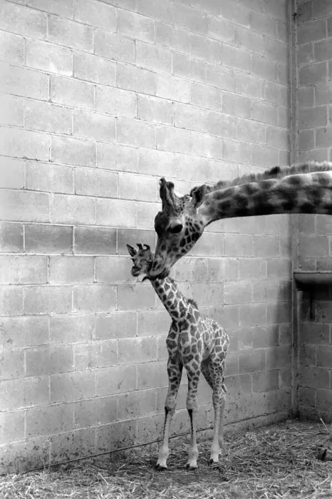 Framed Print : A Motherly Kiss for Rebecca: Rebecca gets a loving kiss from her mother Jezebel Framed Print : A Motherly Kiss for Rebecca: Rebecca gets a loving kiss from her mother Jezebel