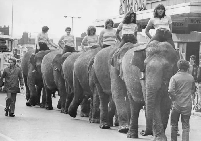 Framed Print : Motorists ran into Jumbo jams when this herd of elephants decided to take a walk