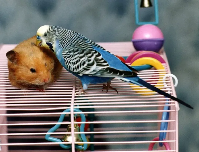 Framed Print : Mouse and Budgie called Rambo and Blue circa 1994 Framed Print : Mouse and Budgie called Rambo and Blue circa 1994