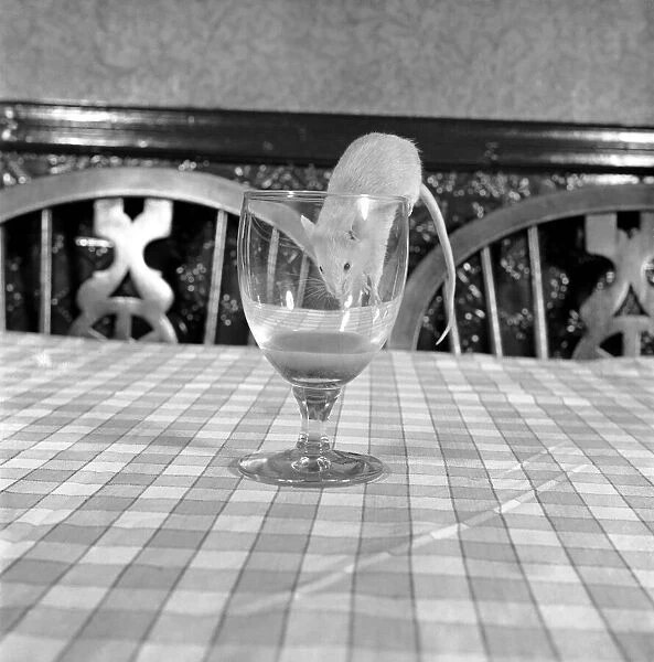 Mouse drinking brandy from a glass. December 1953 D7718