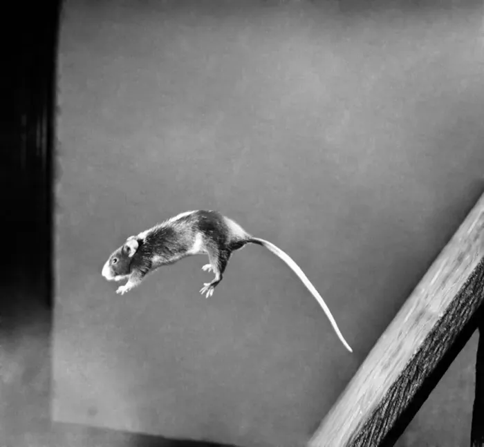 Framed Print : Mouse jumping Off Blackboard. April 1950 O23485