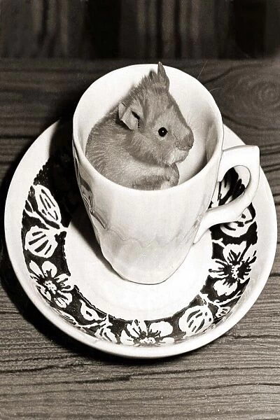 A Mouse resting in a cup and saucer