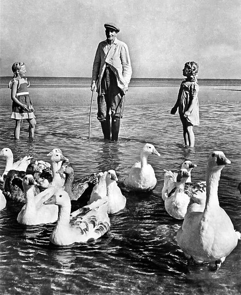 Mr. B. C. Perone of Hunstanton, Norfolk, takes his flock of geese down on to the sands at